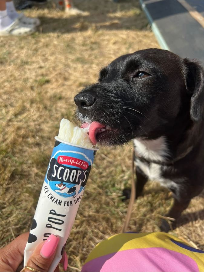Scoop's ice lolly for dogs